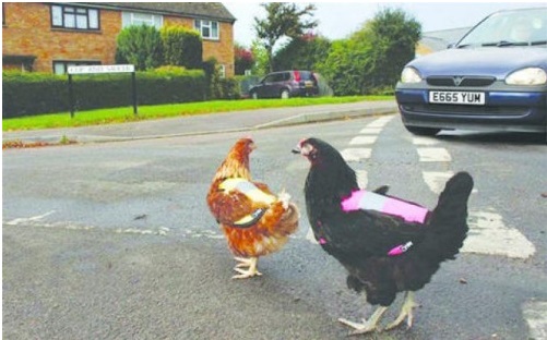 reflective safety vest for chicken
