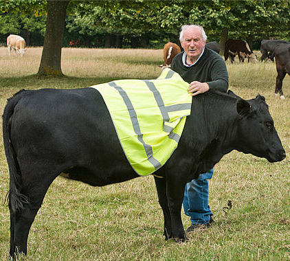 Reflective vest for cows