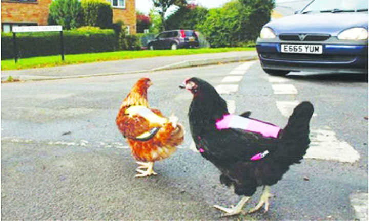 A reflective vest for chicken