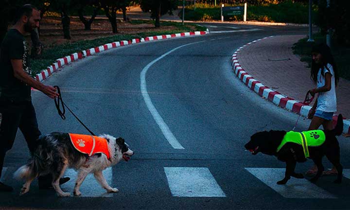 Safety for the dog