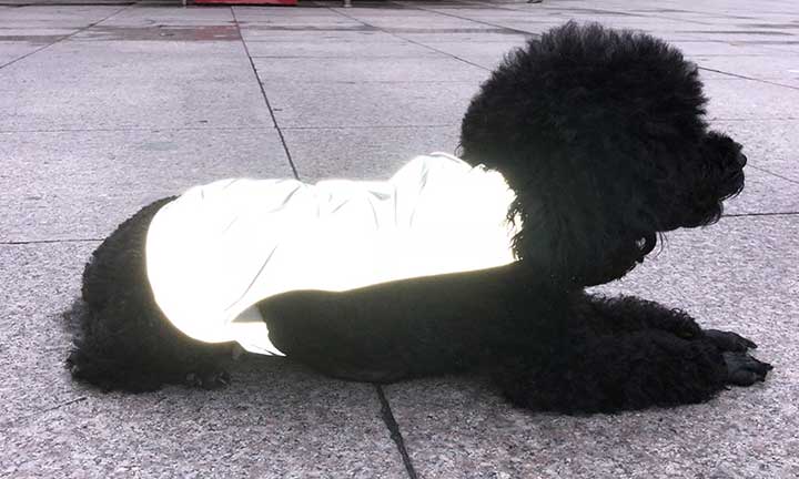 safety vest